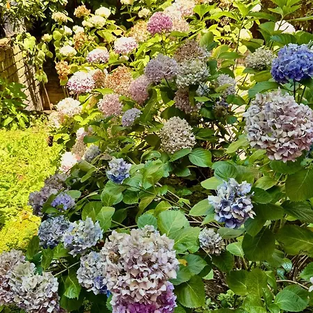 Joyful Escape Flat *